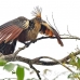 hoatzin_la_h_0951_ecu3011.jpg